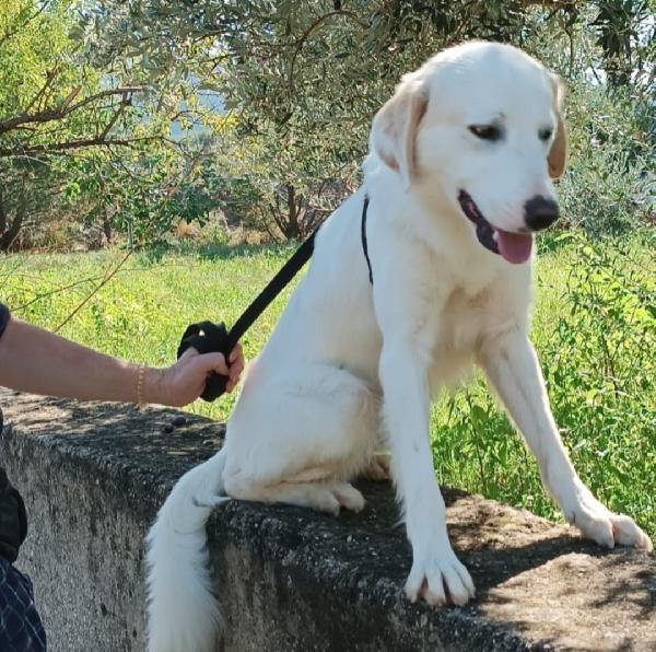 Terence/Noemi 5anni aspettano da cuccioli.CALABRIA Foto 5