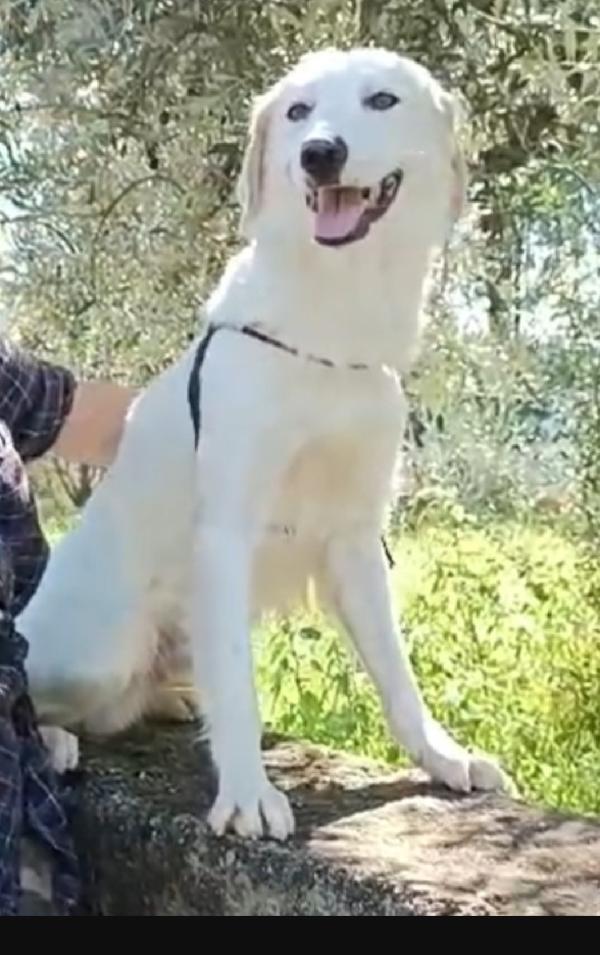Terence/Noemi 5anni aspettano da cuccioli.CALABRIA Foto 6