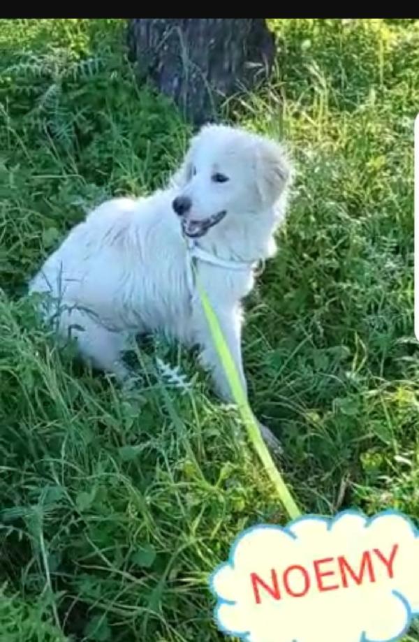Terence/Noemi 5anni aspettano da cuccioli.CALABRIA Foto 8