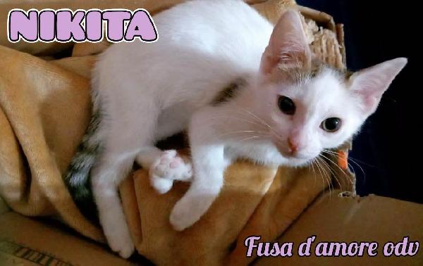 Nikita, Dolce Gattina In Adozione 