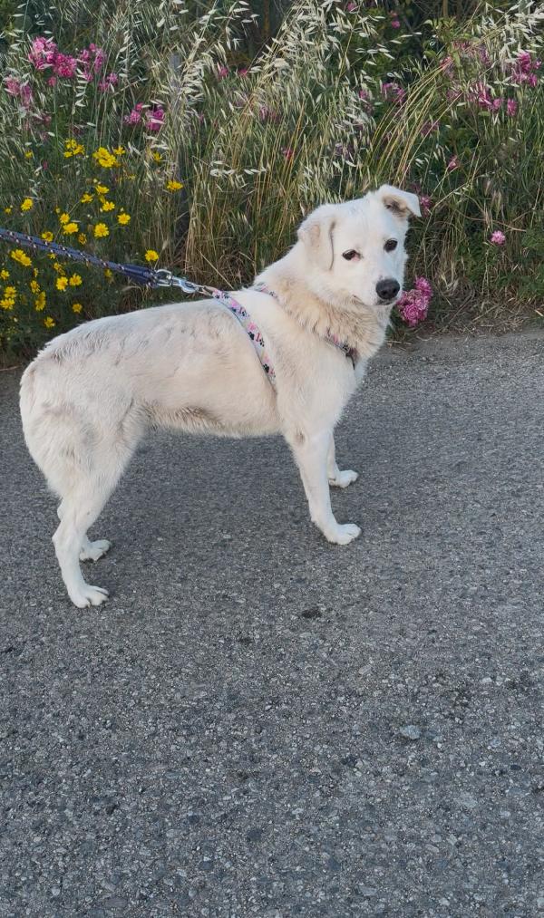 Wilma, 2 Anni E Mezzo Tg. Media