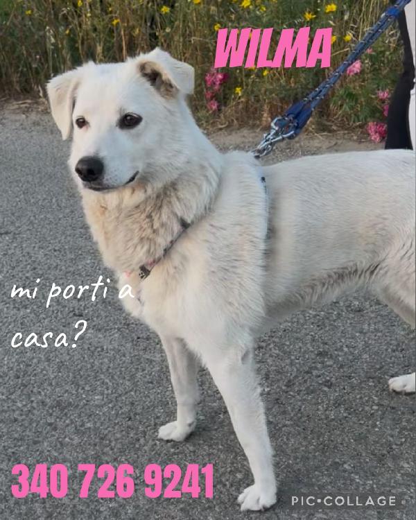 Wilma, 2 anni e mezzo tg. Media Foto 5