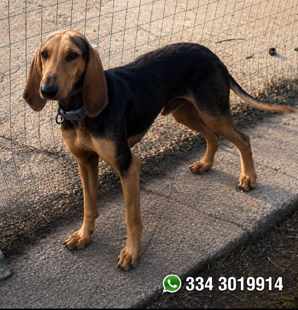 Bobo, Segugio Cerca Mamma