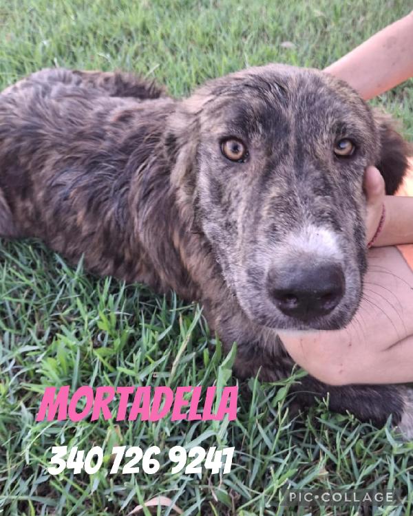 Mortadella, Bellissima Tg. Media 6 Mesi