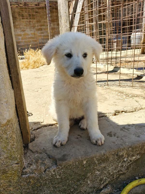 Cuccioli Adirabili