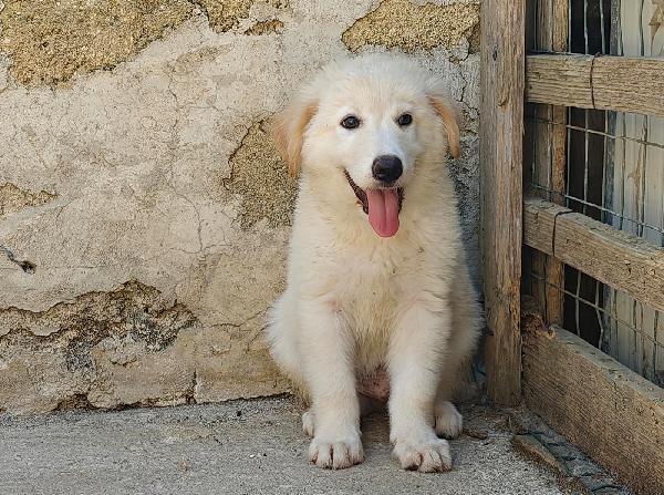 Cuccioli adorabili  Foto 3