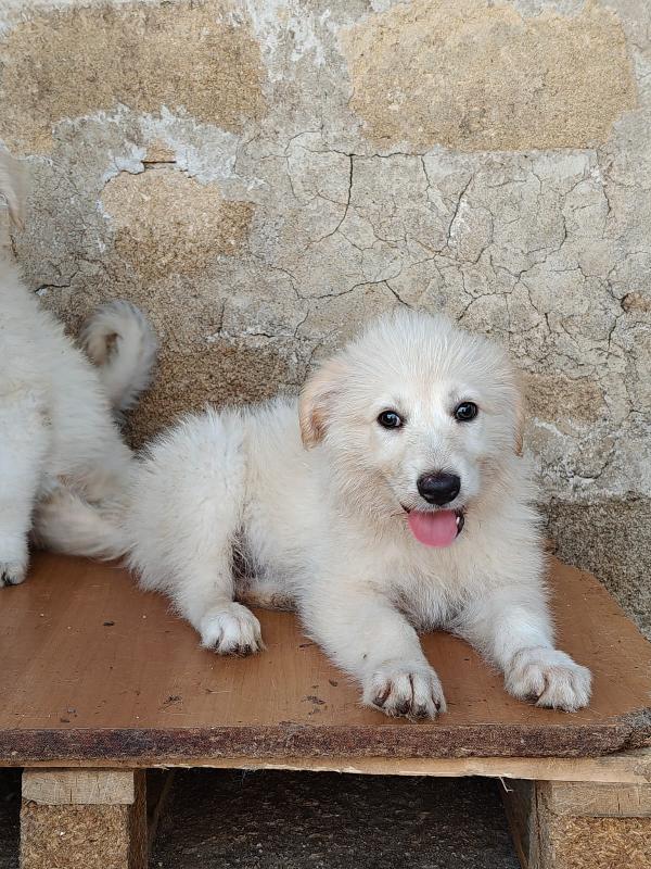 Cuccioli adorabili  Foto 4