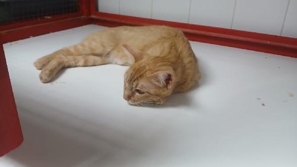 AMBRA: GATTINA ROSSA DI UN ANNO  Foto 3