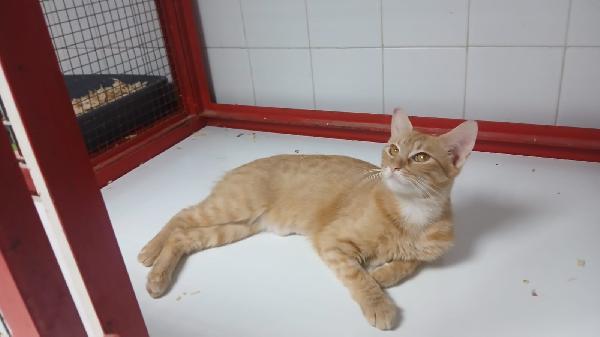 AMBRA: GATTINA ROSSA DI UN ANNO  Foto 4