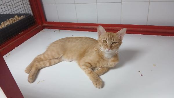 AMBRA: GATTINA ROSSA DI UN ANNO  Foto 5