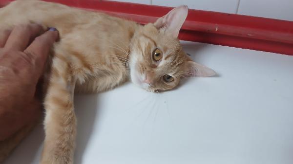 AMBRA: GATTINA ROSSA DI UN ANNO  Foto 6
