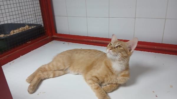 AMBRA: GATTINA ROSSA DI UN ANNO  Foto 7