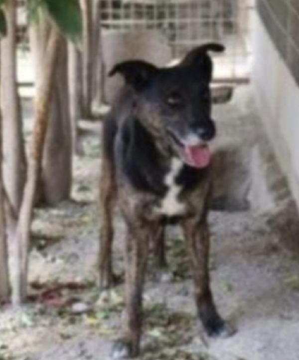 Elvis mix pastorino, maculato,5anni circa,salvato 2anni fa MILANO Foto 5