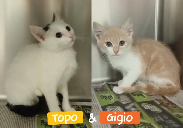 Topo E Gigio