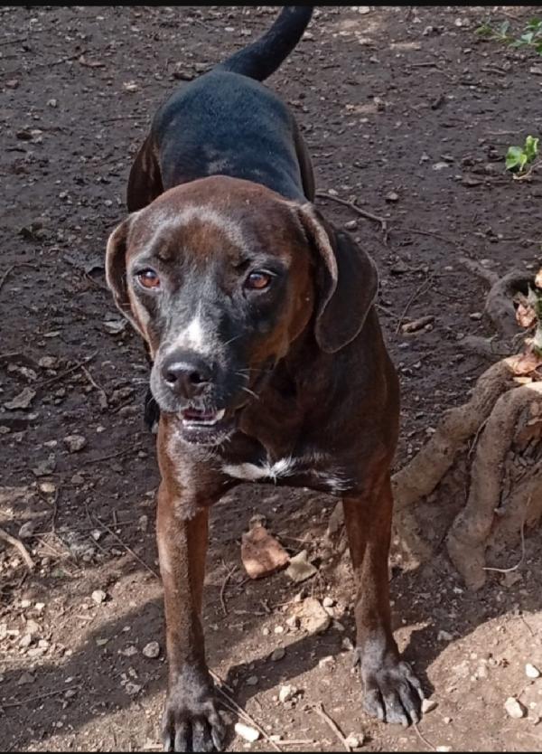 Ciccia Simil Labrador Marrone Sui 5Anni,In Canile Da Tanto.napoli