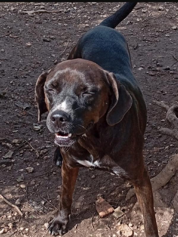 Ciccia simil Labrador marrone sui 5anni,in canile da tanto.NAPOLI Foto 2