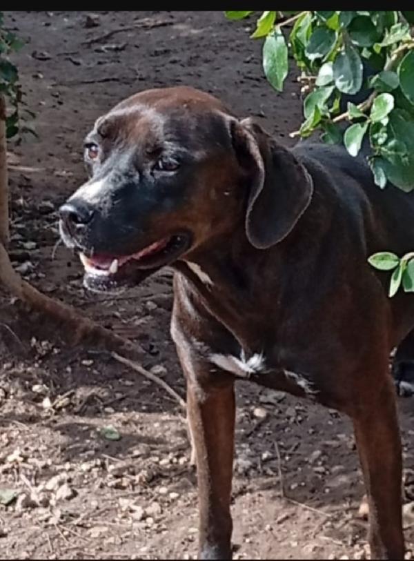 Ciccia simil Labrador marrone sui 5anni,in canile da tanto.NAPOLI Foto 3