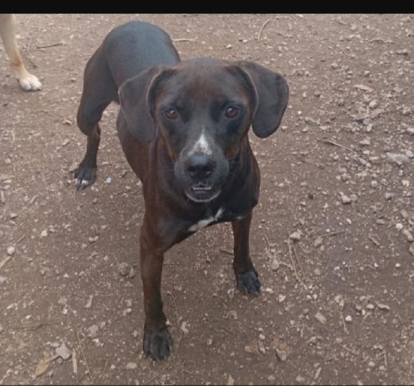 Ciccia simil Labrador marrone sui 5anni,in canile da tanto.NAPOLI Foto 4