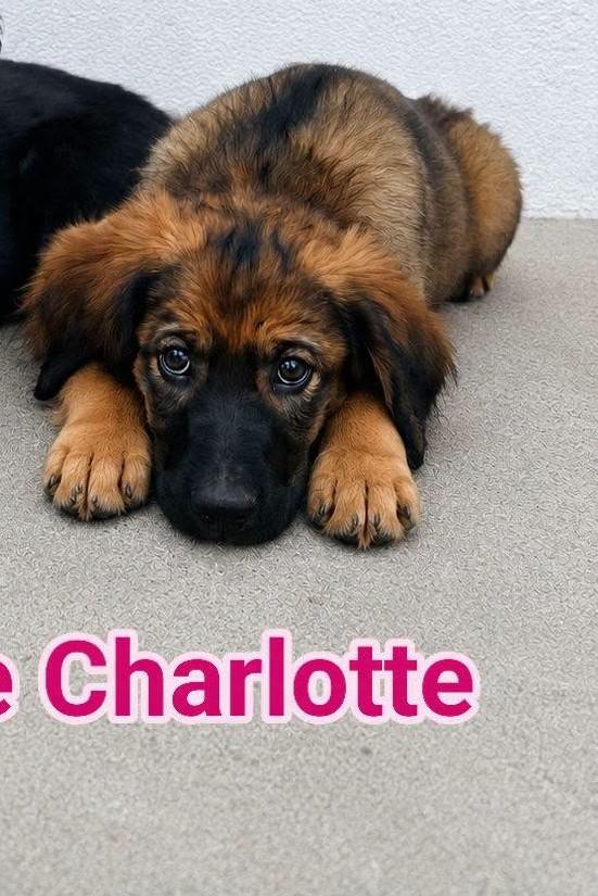 Charlotte Foto 2