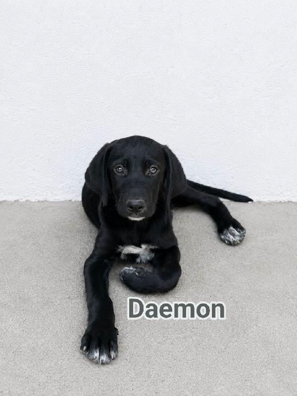 Daemon Foto 2