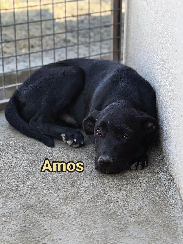 Amos 