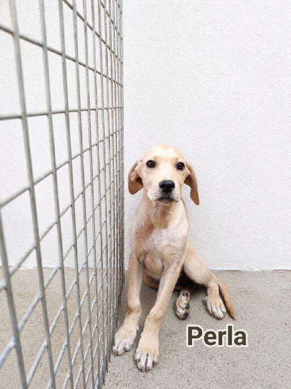 Perla