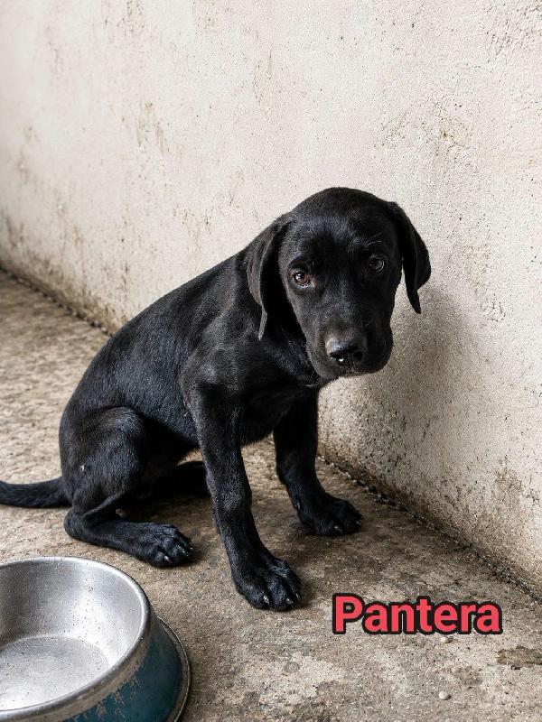 Pantera