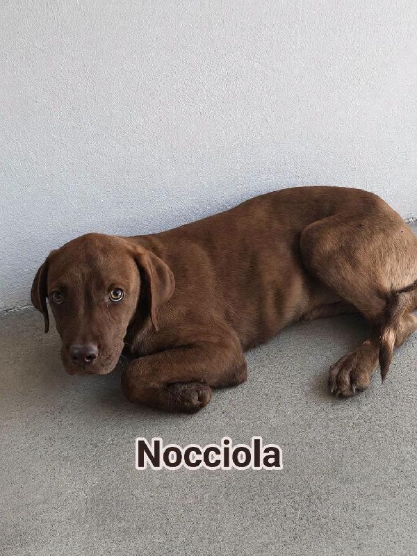 Nocciola