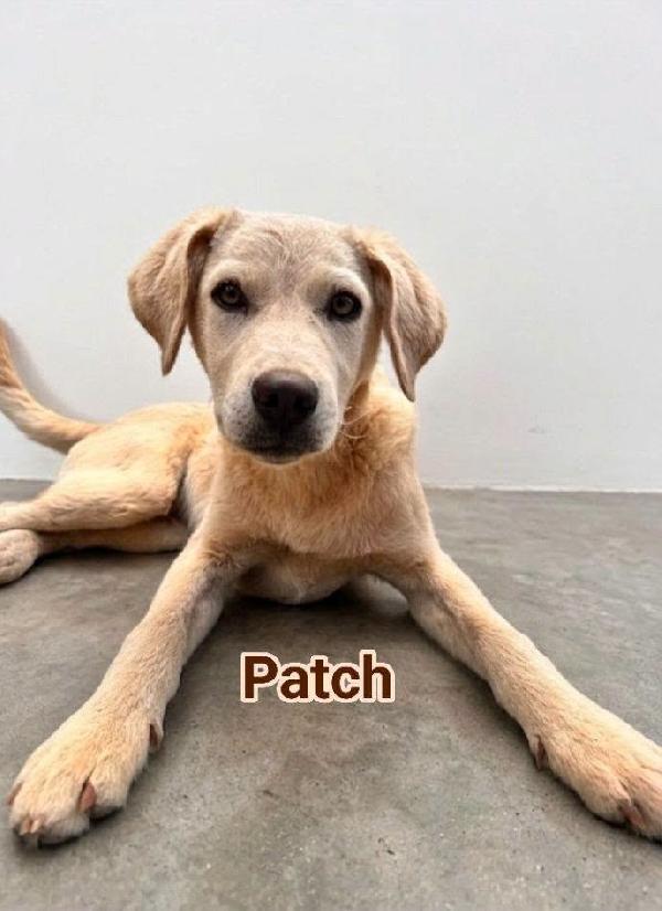 Patch