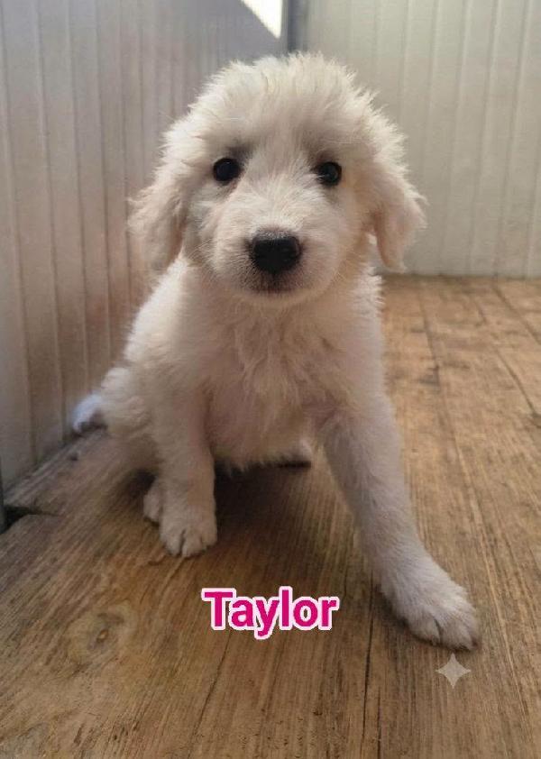 Taylor