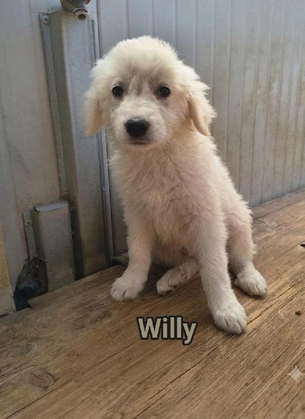 Willy
