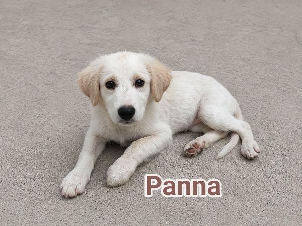 Panna