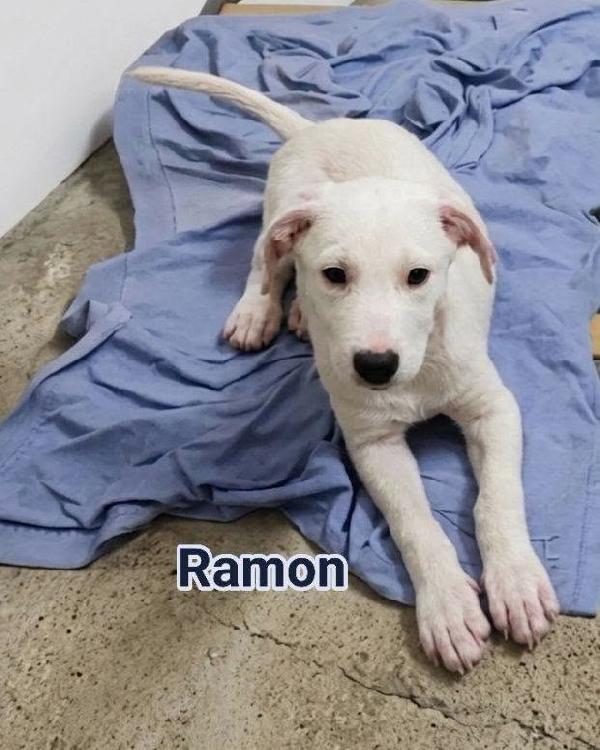 Ramon