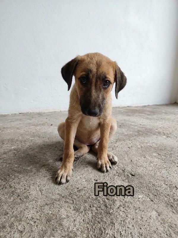 Fiona
