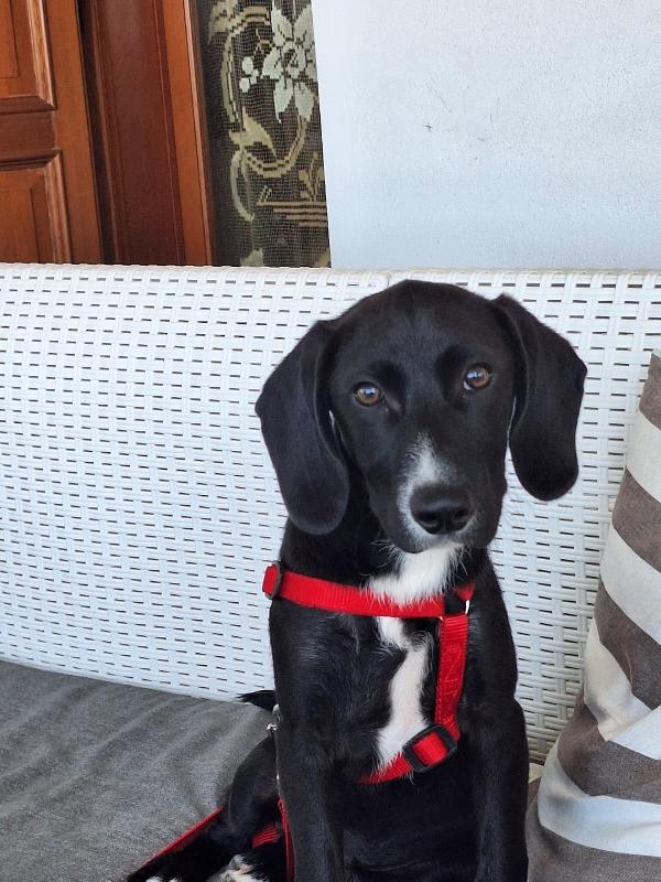 Oscar In Adozione 