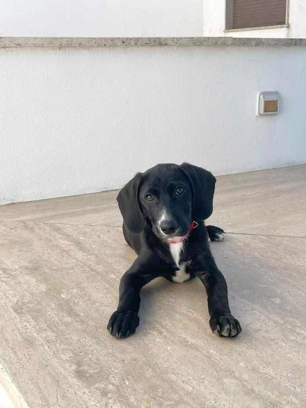Oscar in adozione  Foto 3