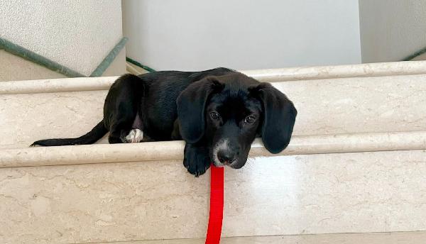 Oscar in adozione  Foto 4