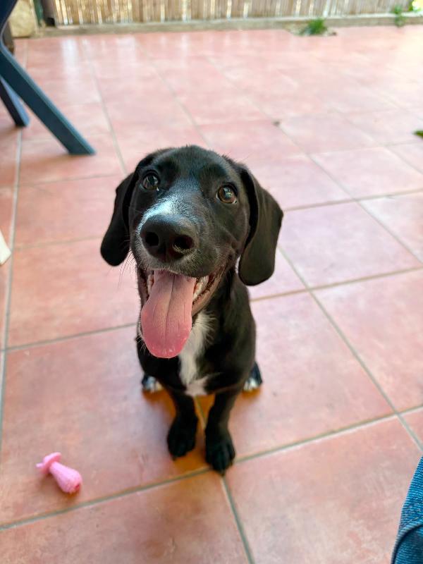 Oscar in adozione  Foto 5