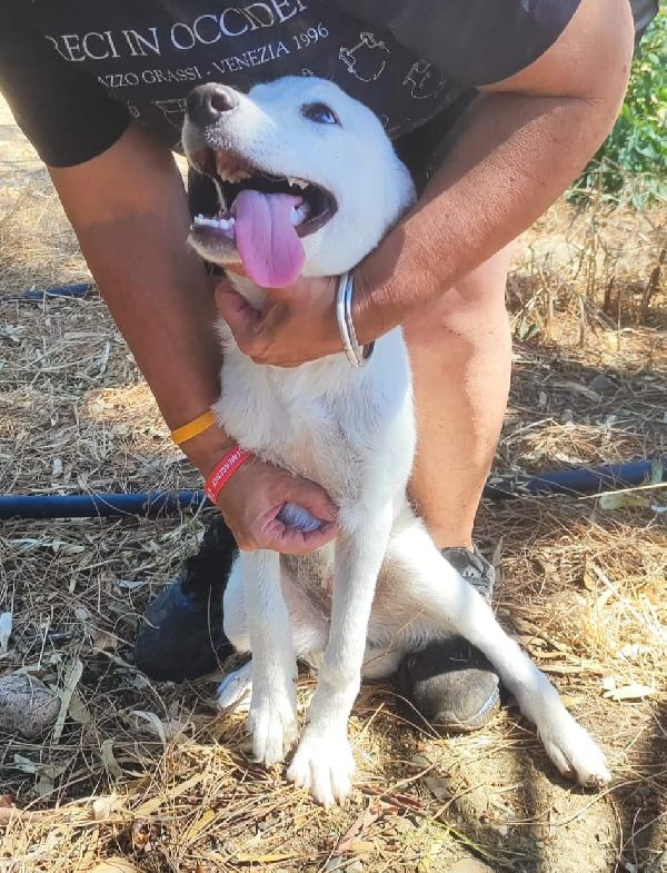 3femmine,5mesi,medio grande,in situazione di pericolo!  Foto 2