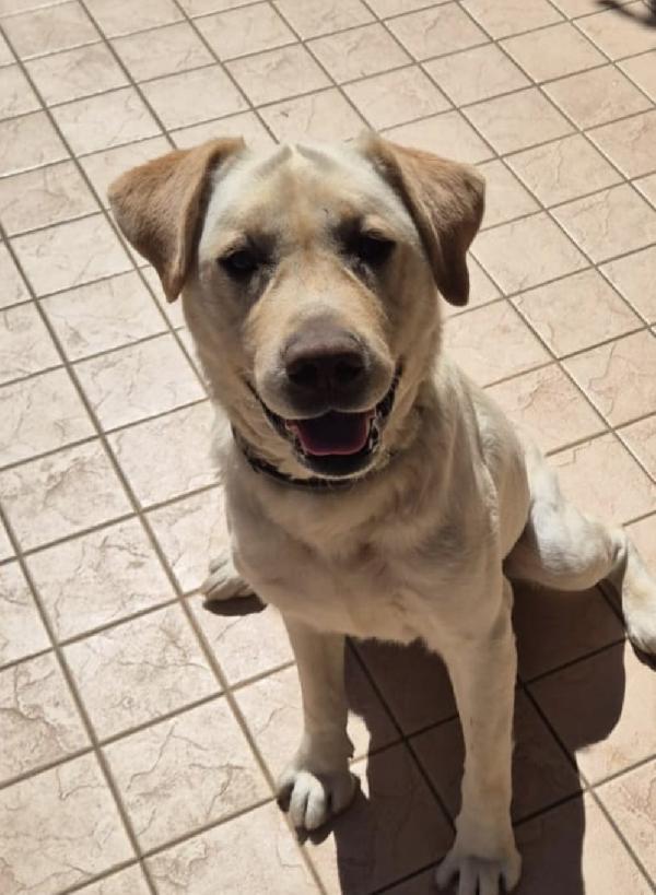 Coco Splendido Labrador Cerca Adozione 