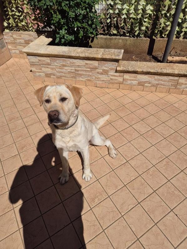 Coco splendido labrador cerca adozione  Foto 2