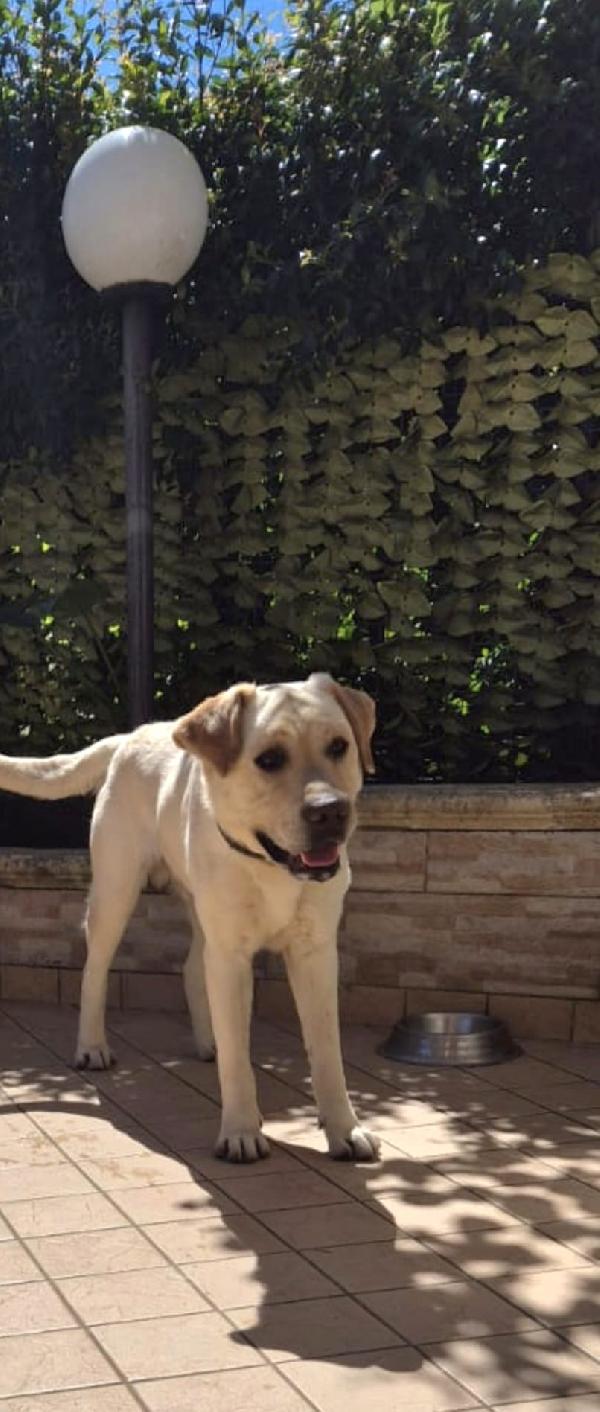 Coco splendido labrador cerca adozione  Foto 3