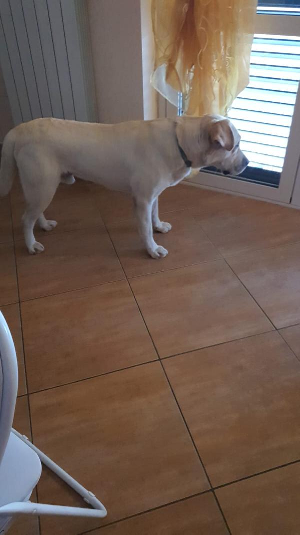 Coco splendido labrador cerca adozione  Foto 5