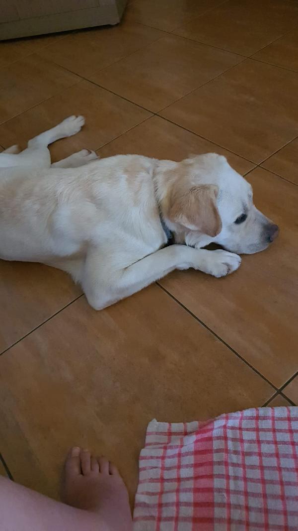 Coco splendido labrador cerca adozione  Foto 6