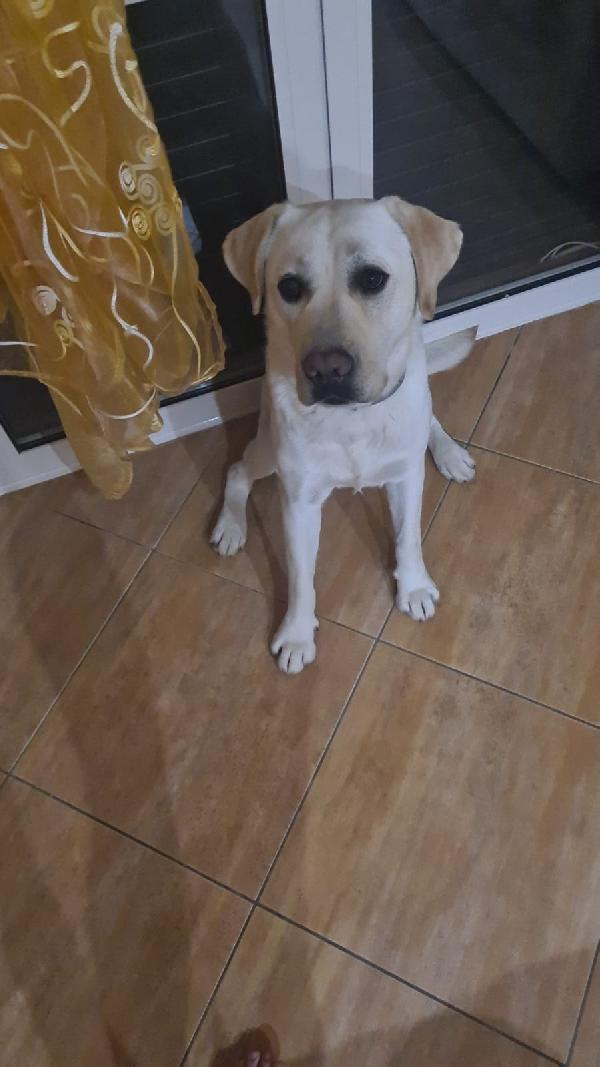 Coco splendido labrador cerca adozione  Foto 7