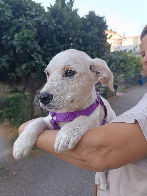 Virgola Splendida Dolce Cucciola Cerca Casa 