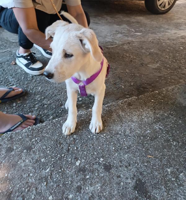 Virgola splendida dolce cucciola cerca casa  Foto 4