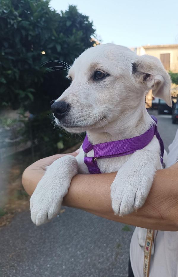 Virgola splendida dolce cucciola cerca casa  Foto 5