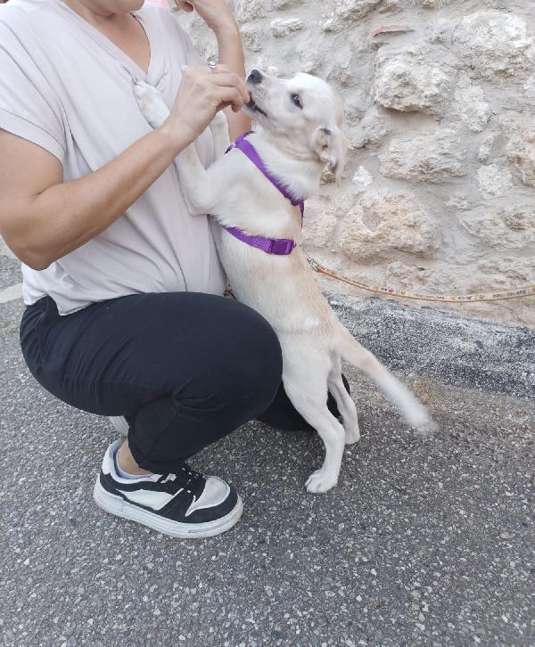 Virgola splendida dolce cucciola cerca casa  Foto 6