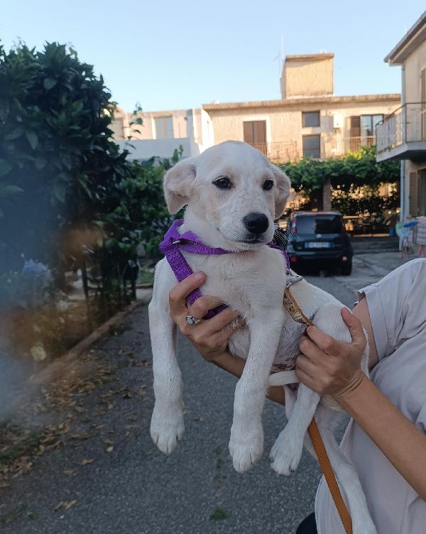 Virgola splendida dolce cucciola cerca casa  Foto 7